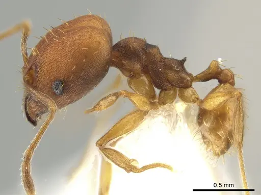 Pheidole meinerti - JTLC000015191