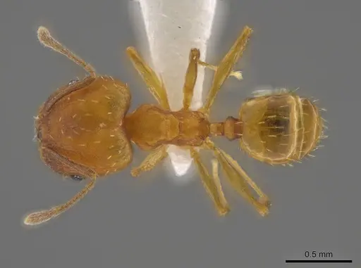 Pheidole meinerti - JTLC000016448