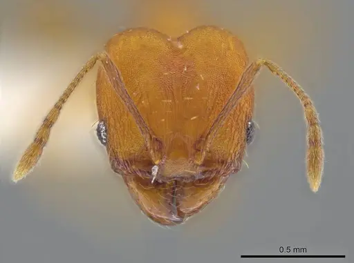 Pheidole meinerti - JTLC000016448