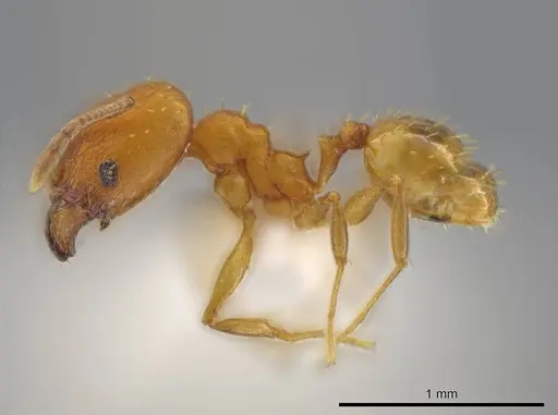 Pheidole meinerti - JTLC000016448