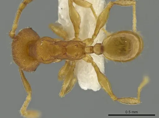 Pheidole meinertopsis specimen