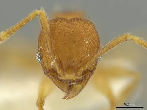 Pheidole meinertopsis specimen