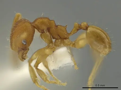Pheidole meinertopsis specimen