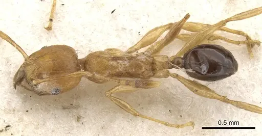 Pheidole melanogaster specimen