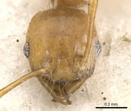 Pheidole melanogaster specimen