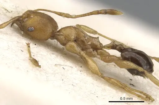Pheidole melanogaster specimen