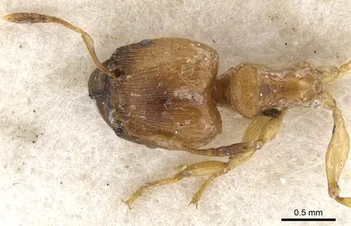 Pheidole melanogaster - CASENT0901533