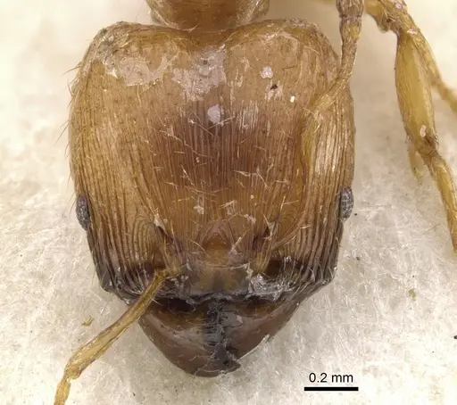 Pheidole melanogaster - CASENT0901533