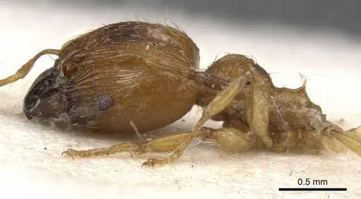 Pheidole melanogaster - CASENT0901533