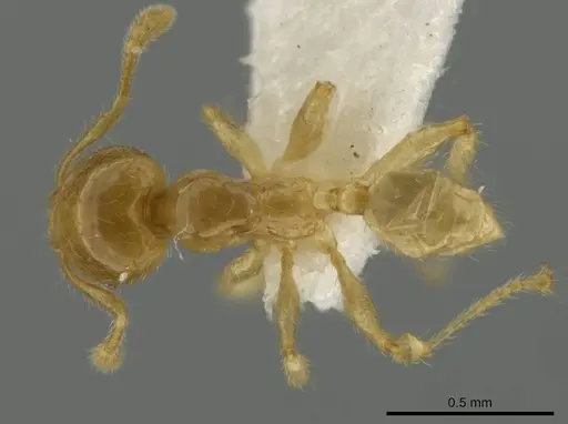 Pheidole melastomae specimen