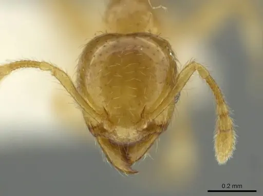 Pheidole melastomae specimen