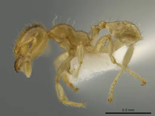 Pheidole melastomae specimen