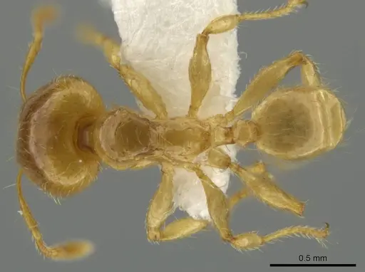 Pheidole melastomae - JTLC000016450