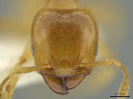 Pheidole melastomae - JTLC000016450