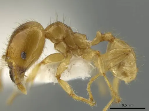 Pheidole melastomae - JTLC000016450