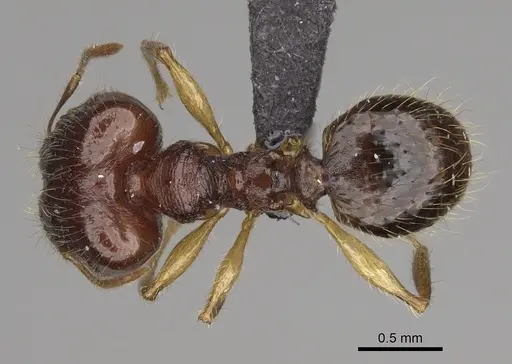 Pheidole mena specimen