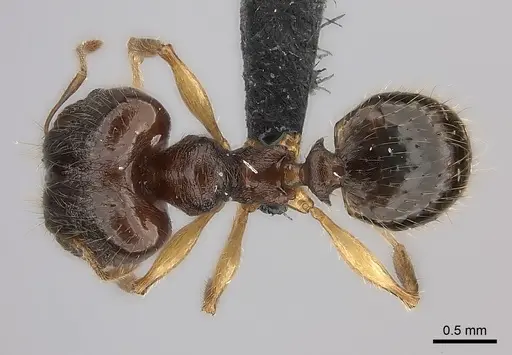 Pheidole mena specimen
