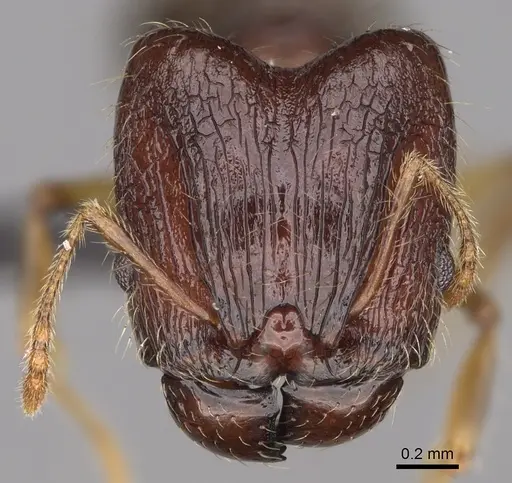 Pheidole mena specimen