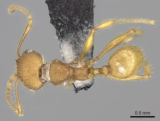 Pheidole mendanai specimen
