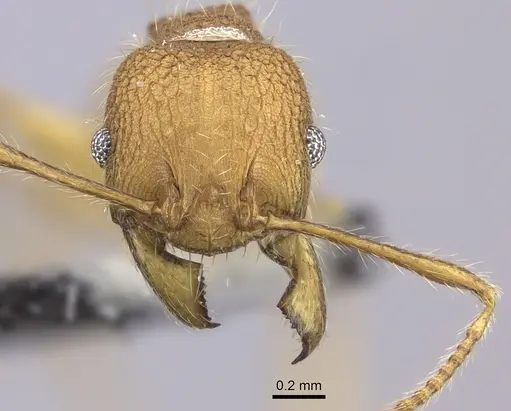Pheidole mendanai specimen