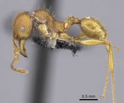 Pheidole mendanai specimen