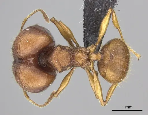 Pheidole mendanai - CASENT0219998