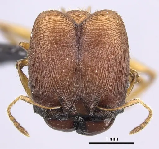 Pheidole mendanai - CASENT0219998