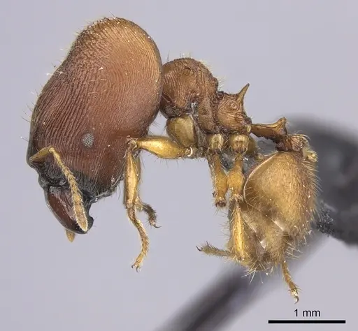 Pheidole mendanai - CASENT0219998