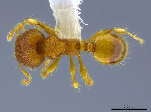 Pheidole mendicula specimen