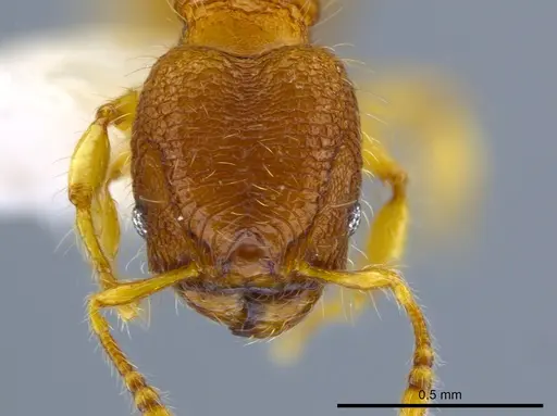Pheidole mendicula specimen