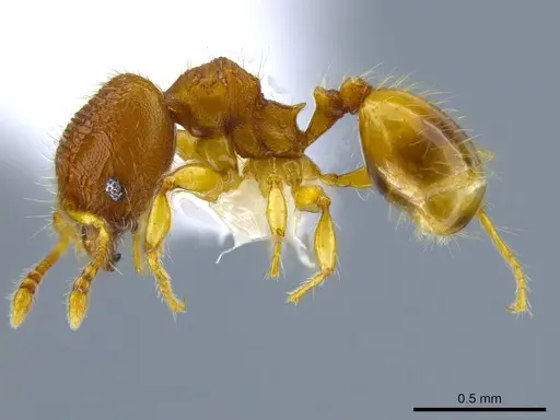 Pheidole mendicula specimen