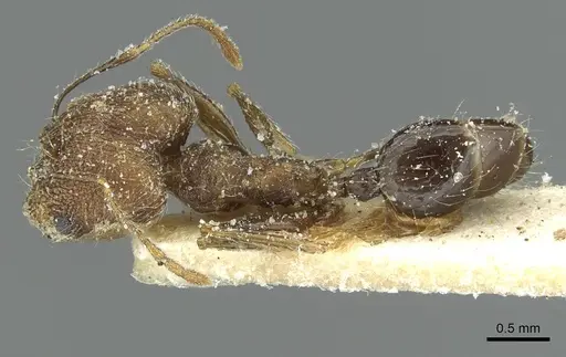 Pheidole mentita specimen
