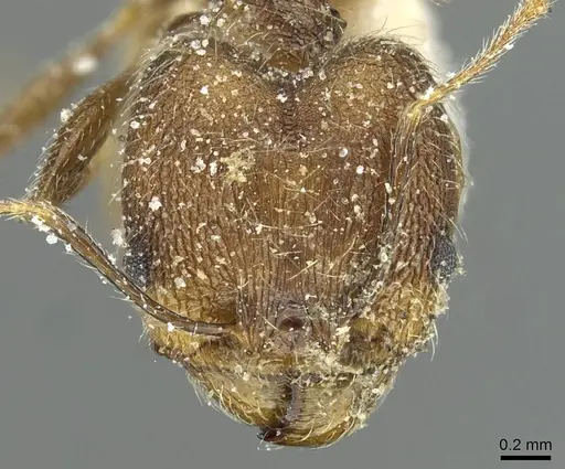 Pheidole mentita specimen