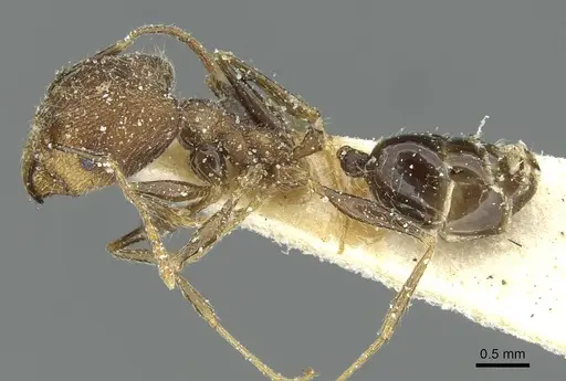 Pheidole mentita specimen