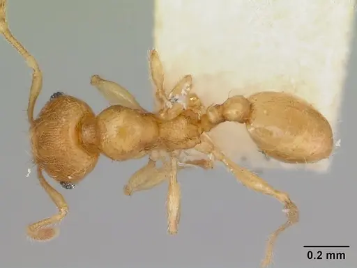 Pheidole mera specimen