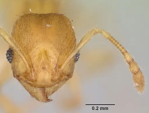 Pheidole mera specimen