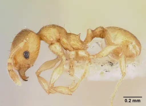 Pheidole mera specimen