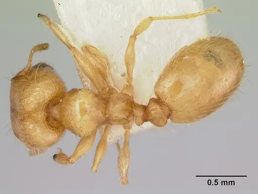 Pheidole mera - CASENT0172698