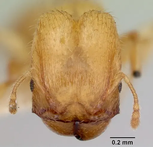 Pheidole mera - CASENT0172698