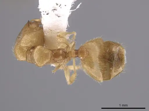 Pheidole mera - LACMENT139678