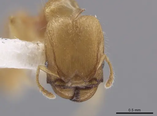 Pheidole mera - LACMENT139678