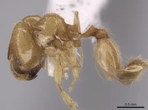 Pheidole mera - LACMENT139678