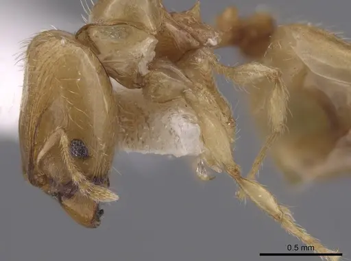 Pheidole mera - LACMENT139678