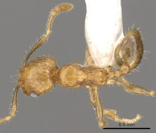 Pheidole merimbun specimen