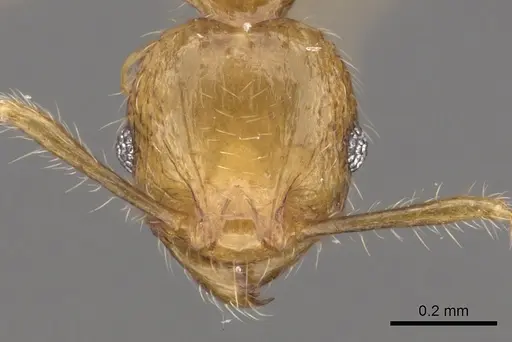 Pheidole merimbun specimen