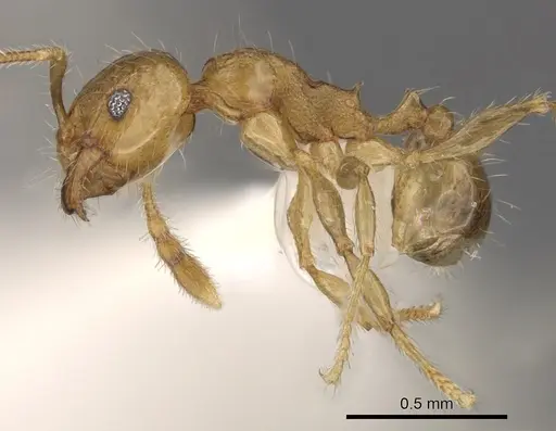 Pheidole merimbun specimen