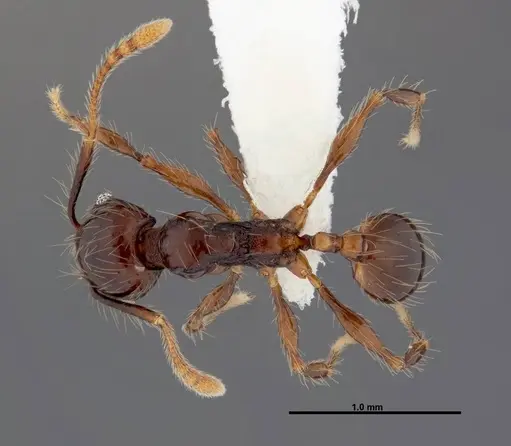 Pheidole mesomontana specimen