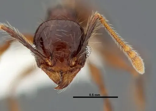 Pheidole mesomontana specimen