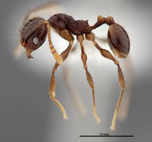 Pheidole mesomontana specimen