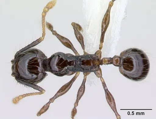 Pheidole mesomontana - CASENT0609005